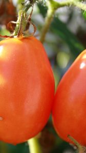 Превью обои томаты, ветка, спелый