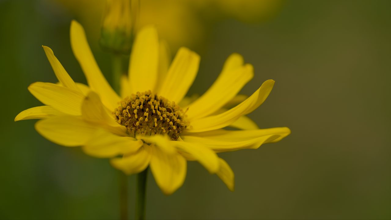 Обои топинамбур, макро, цветок, лепестки, желтый