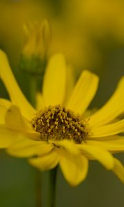 Превью обои топинамбур, макро, цветок, лепестки, желтый