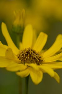 Превью обои топинамбур, макро, цветок, лепестки, желтый