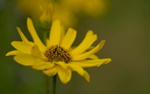 Превью обои топинамбур, макро, цветок, лепестки, желтый