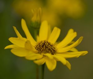 Превью обои топинамбур, макро, цветок, лепестки, желтый