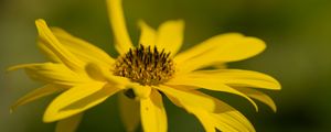Превью обои топинамбур, цветок, лепестки, макро, желтый, размытие