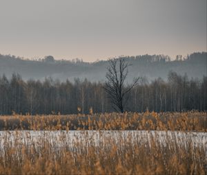 Превью обои трава, деревья, поле, природа