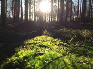 Превью обои трава, деревья, солнечный свет