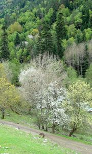 Превью обои трава, деревья, возвышенность