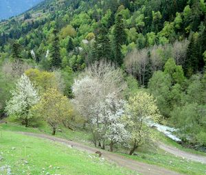 Превью обои трава, деревья, возвышенность