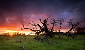 Превью обои трава, дерево, мертвое, ветви, закат, солнце