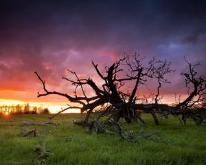 Превью обои трава, дерево, мертвое, ветви, закат, солнце