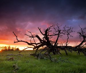 Превью обои трава, дерево, мертвое, ветви, закат, солнце