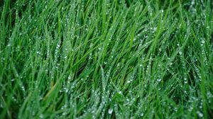 Превью обои трава, дождь, капли, макро