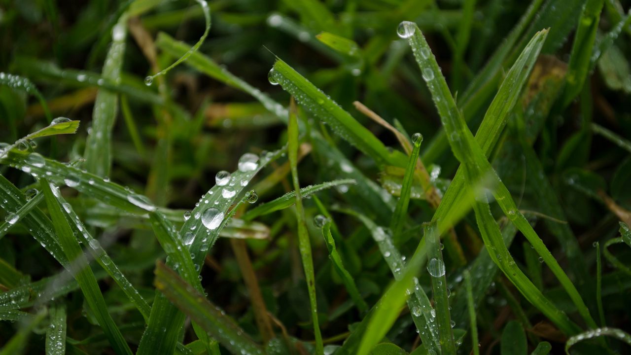 Обои трава, дождь, макро, капли