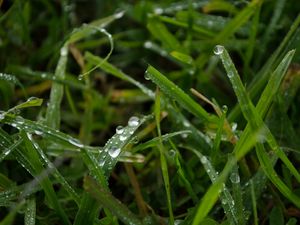 Превью обои трава, дождь, макро, капли