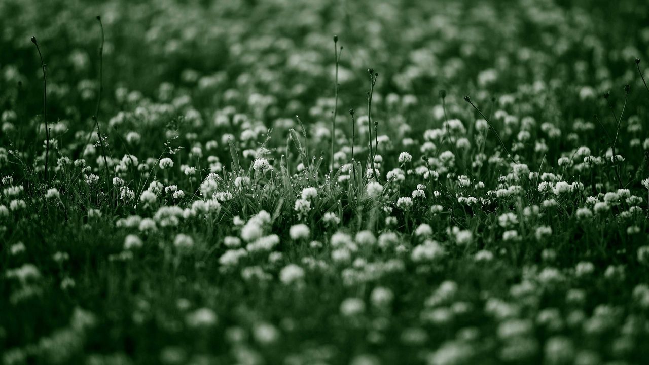Обои трава, фон, поверхность, цветы