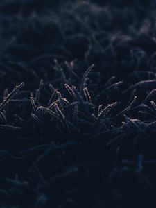 Превью обои трава, иней, макро