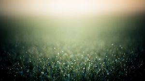 Превью обои трава, капли, фон, туман, тень