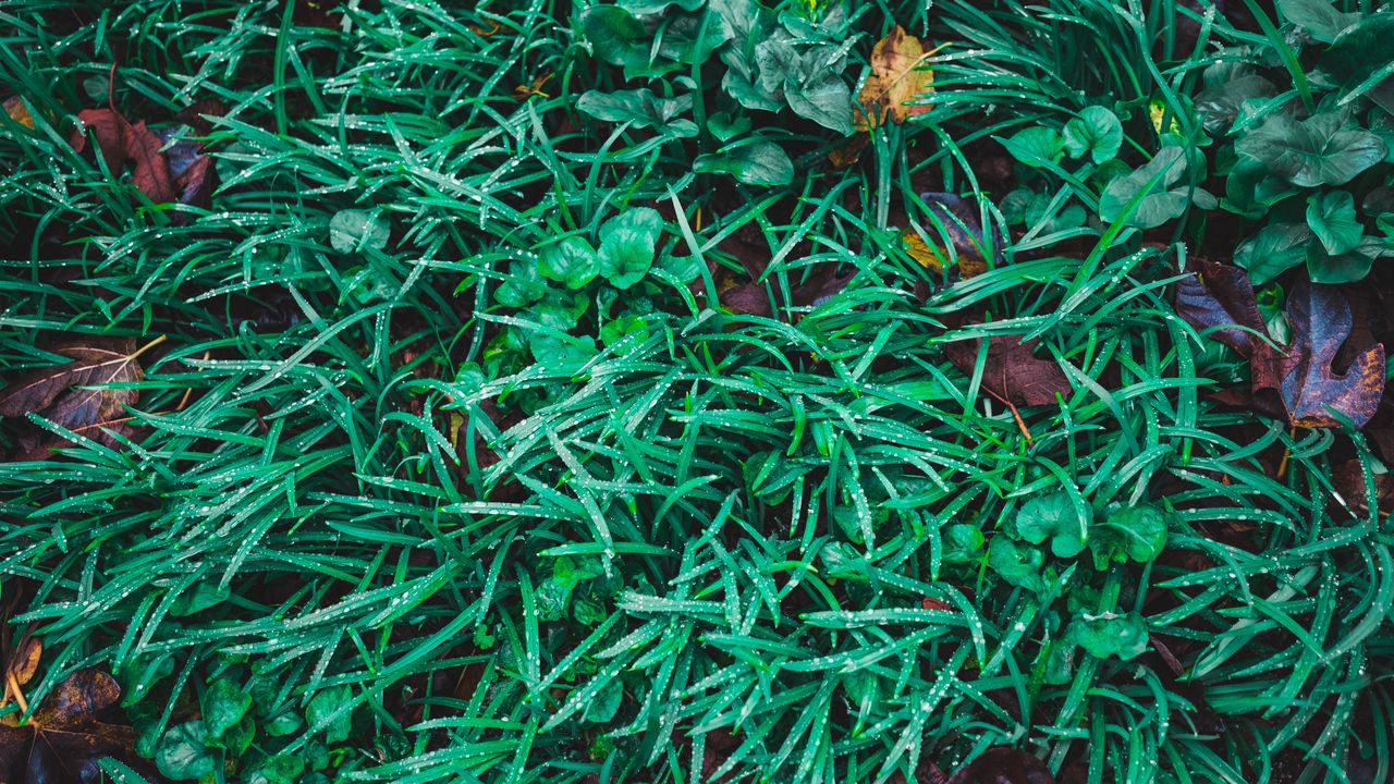 Обои трава, капли, листья, зеленый