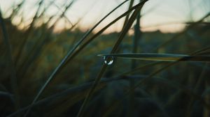 Превью обои трава, капли, макро, растение, вечер
