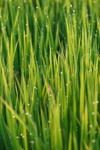 Превью обои трава, капли, роса, дождь, макро, растения