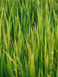 Превью обои трава, капли, роса, дождь, макро, растения