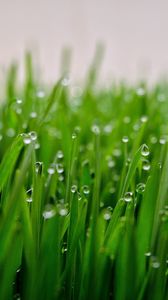 Превью обои трава, капли, роса, макро, зеленый, мокрый