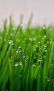 Превью обои трава, капли, роса, макро, зеленый, мокрый