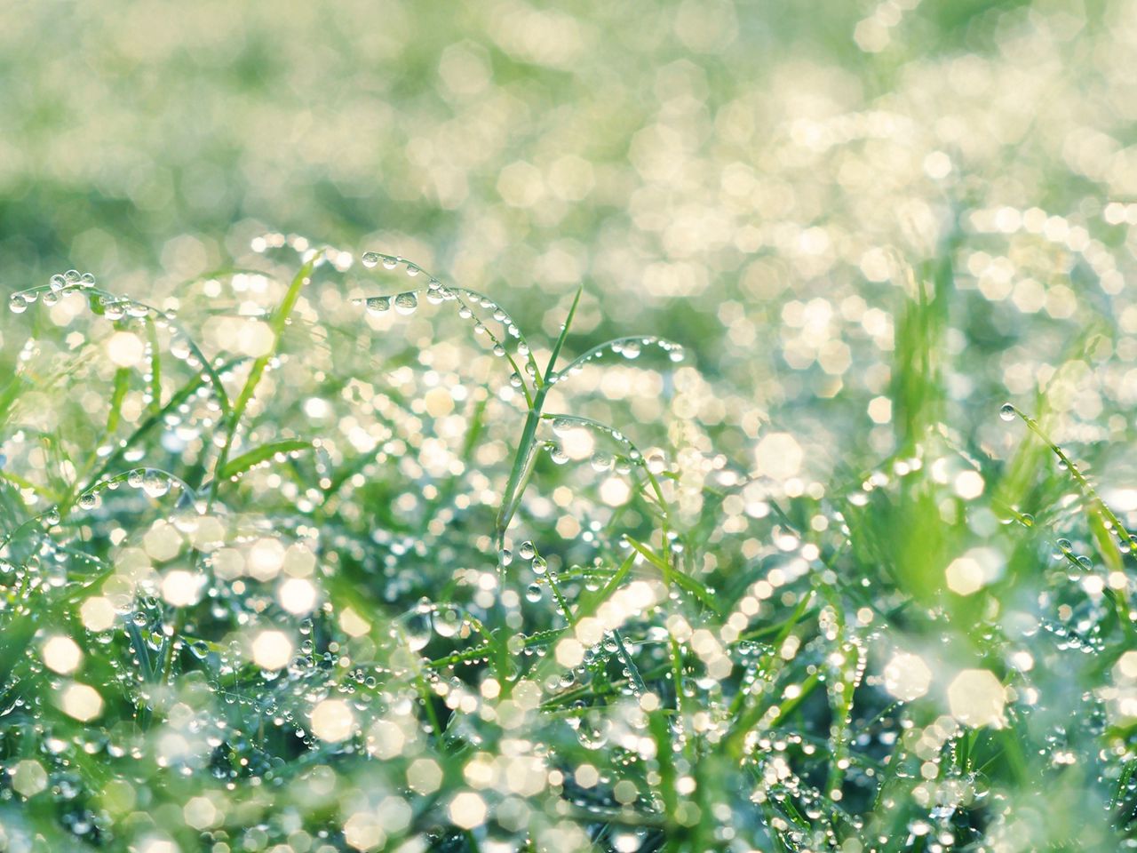 Словно утренняя роса. Роса на траве. Сильная роса на траве – дождя не будет. Блестеть от росы. Белый макро.