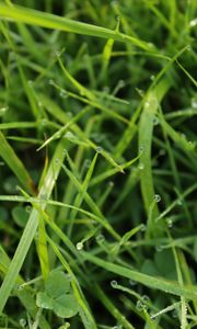 Превью обои трава, капли, роса, вода, макро, зелень