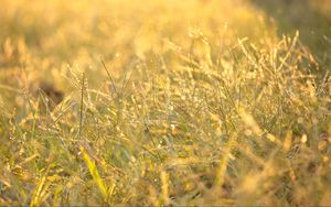 Превью обои трава, капли, роса, солнечный свет, макро