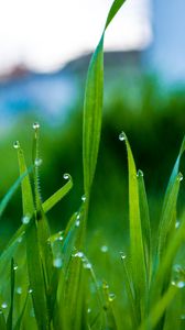 Превью обои трава, капли, вода, дождь, макро