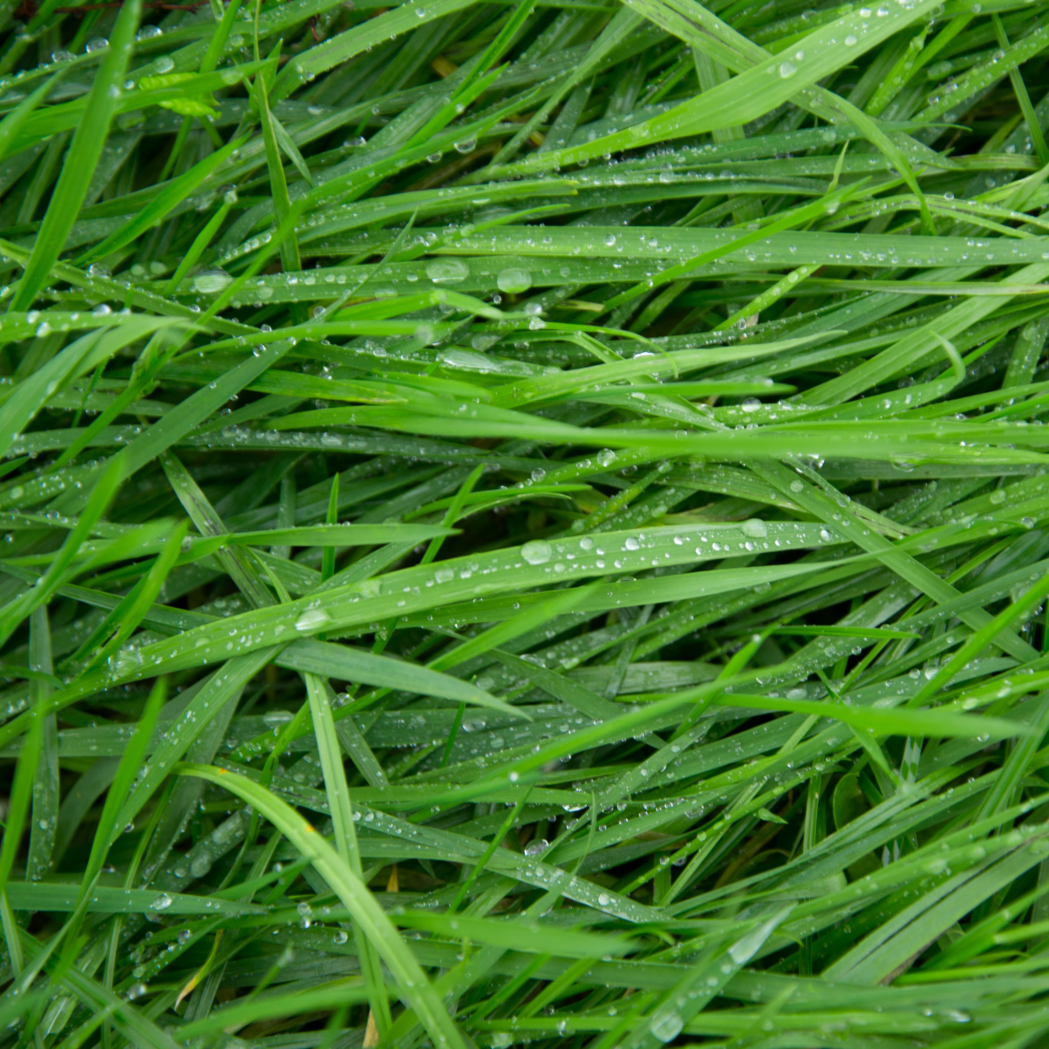 Зубровка трава