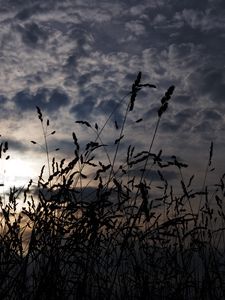 Превью обои трава, колосья, темный