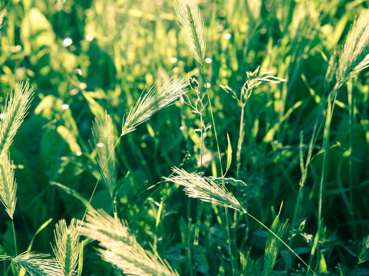 Колосок трава. Колоски на газоне. Колосится трава от ветра. Зеленые длинные колосья травы. Пшеничная трава
