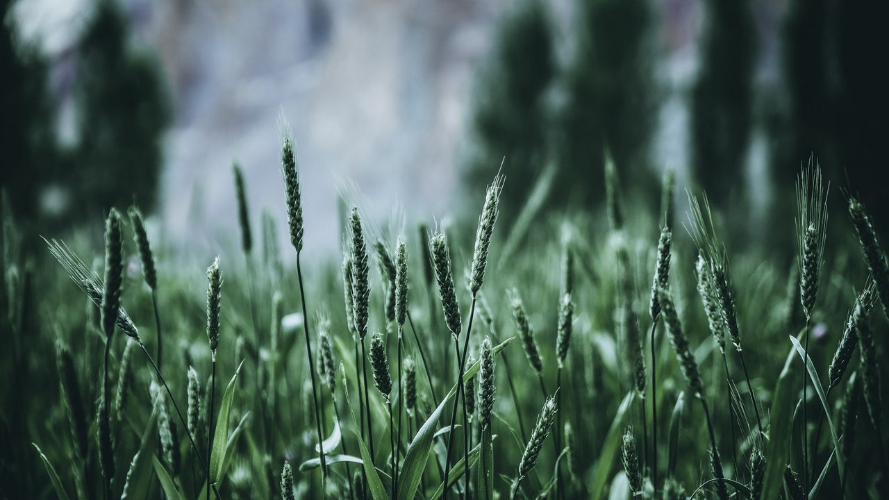 Обои трава, колосья, зеленый, размытость