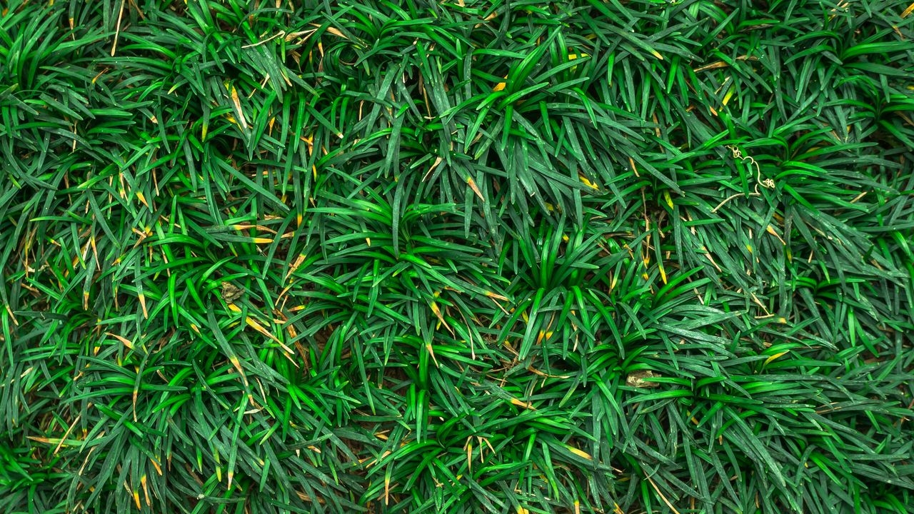 Обои трава, крупным планом, зеленая