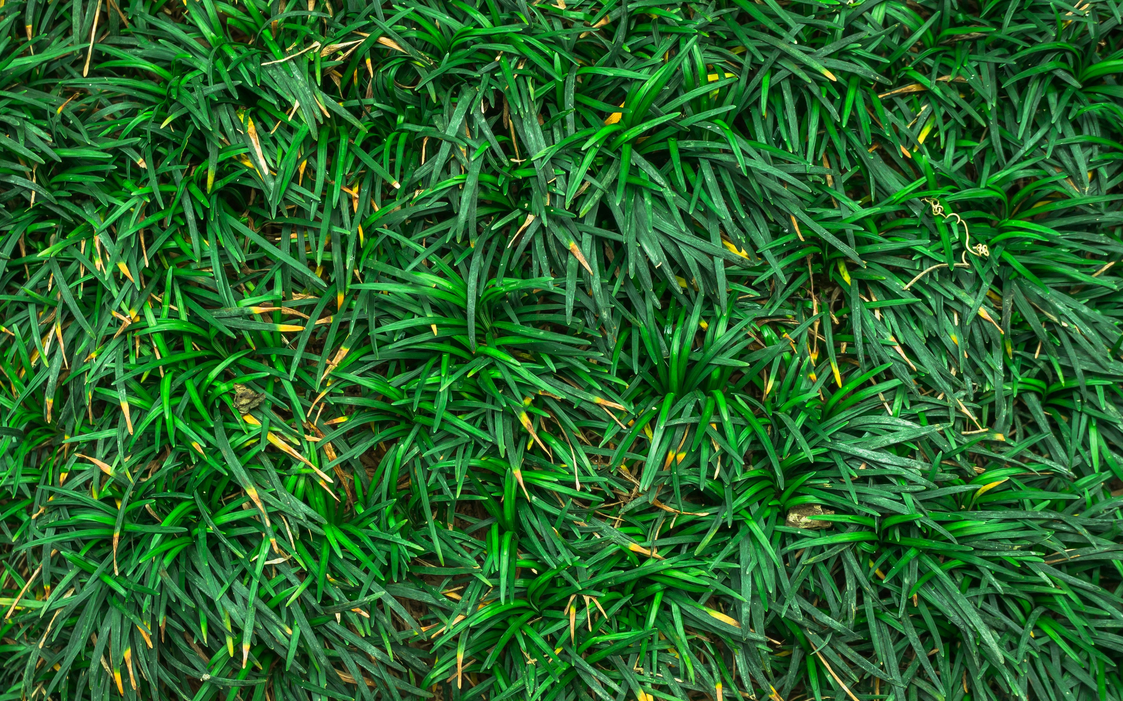 Текстура травы 4к