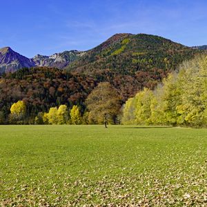 Превью обои трава, листья, сухой, деревья, горы