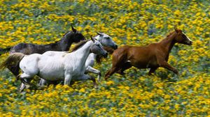 Превью обои трава, лошади, бежать