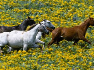 Превью обои трава, лошади, бежать