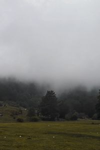 Превью обои трава, луг, деревья, туман, пейзаж