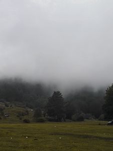 Превью обои трава, луг, деревья, туман, пейзаж