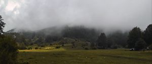 Превью обои трава, луг, деревья, туман, пейзаж