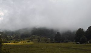 Превью обои трава, луг, деревья, туман, пейзаж