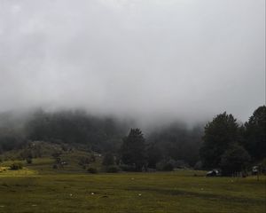 Превью обои трава, луг, деревья, туман, пейзаж