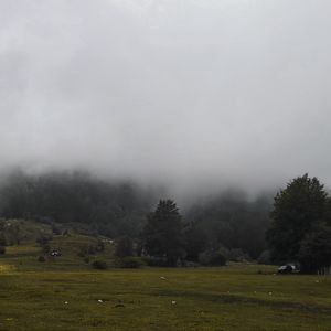 Превью обои трава, луг, деревья, туман, пейзаж