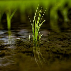 Превью обои трава, лужа, вода, макро