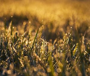 Превью обои трава, макро, капли, роса, мокрый