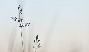 Превью обои трава, макро, крупным планом, растения