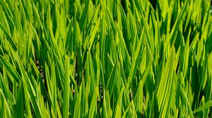 Превью обои трава, макро, стебель, зеленый