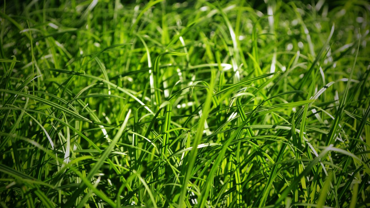 Обои трава, макро, зелень